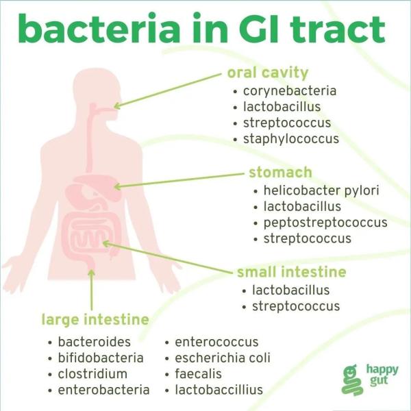 Bacteria in GI tract